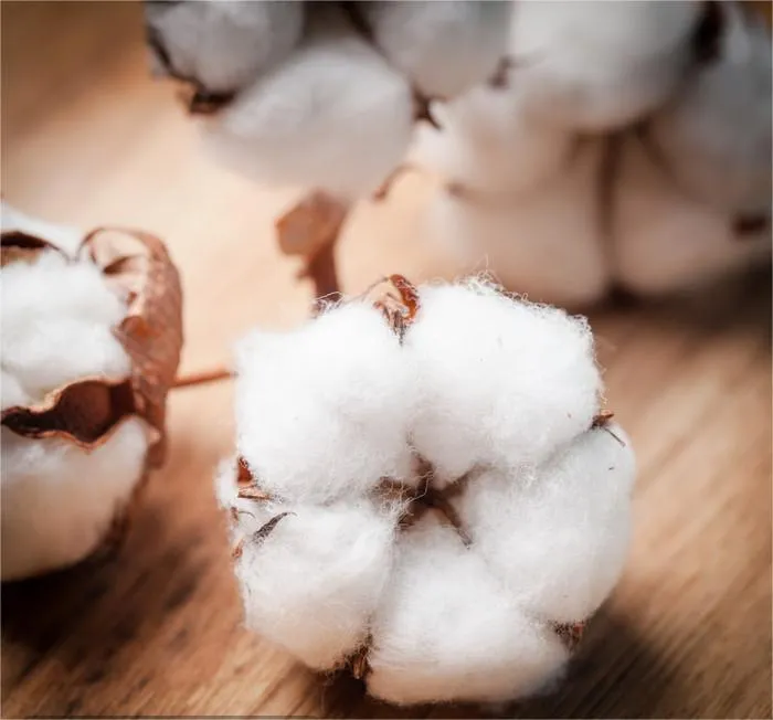 Imported Cotton (Zhangjiagang)