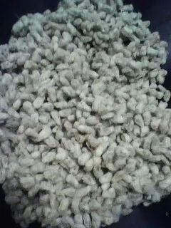 cottonseed