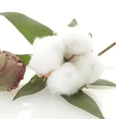 raw cotton