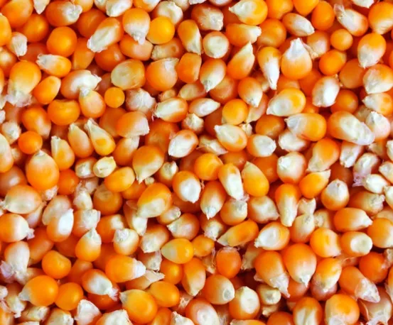 corn