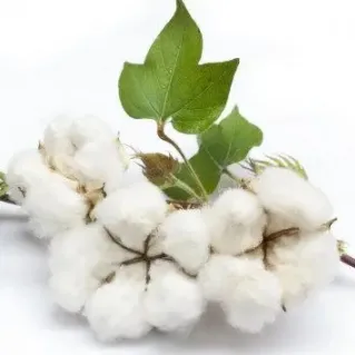 Indian Cotton CCI (Qingdao Warehouse)