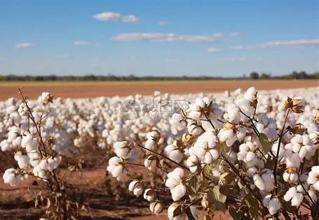 Xinjiang Cotton (Mainland Warehouse)