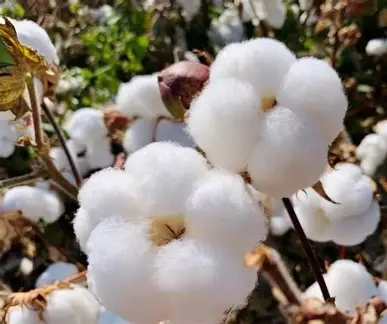 Xinjiang Cotton (Mainland Warehouse)