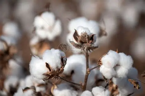 Xinjiang Cotton (Mainland Warehouse)